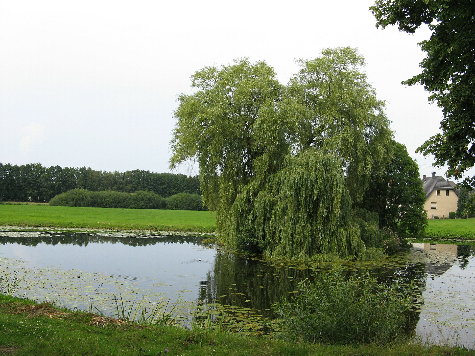 Naturidylle am Mühlenteich mit grünen Wiesen in Belm.