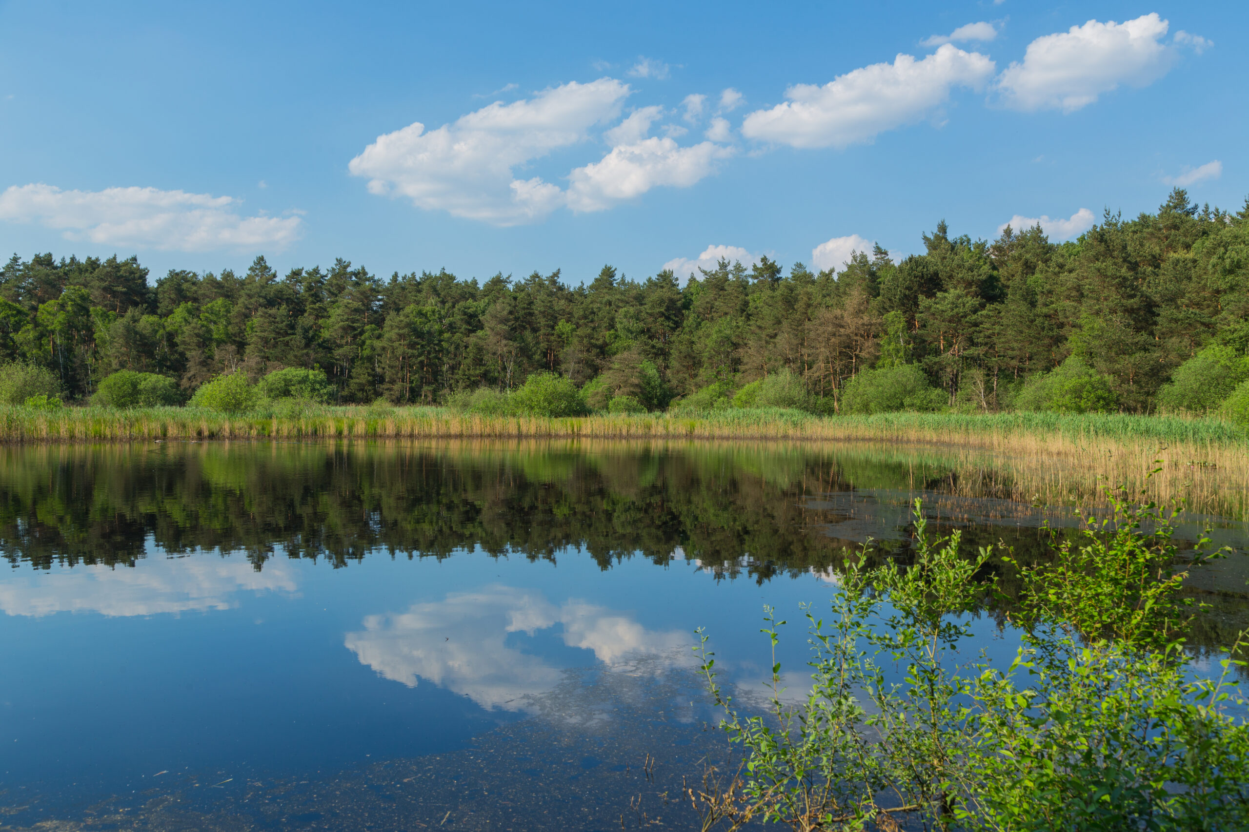 Naturlandschaft im Naturschutzgebiet Deipe Brieke bei Lotte in Nordrhein-Westfalen, Deutschland.