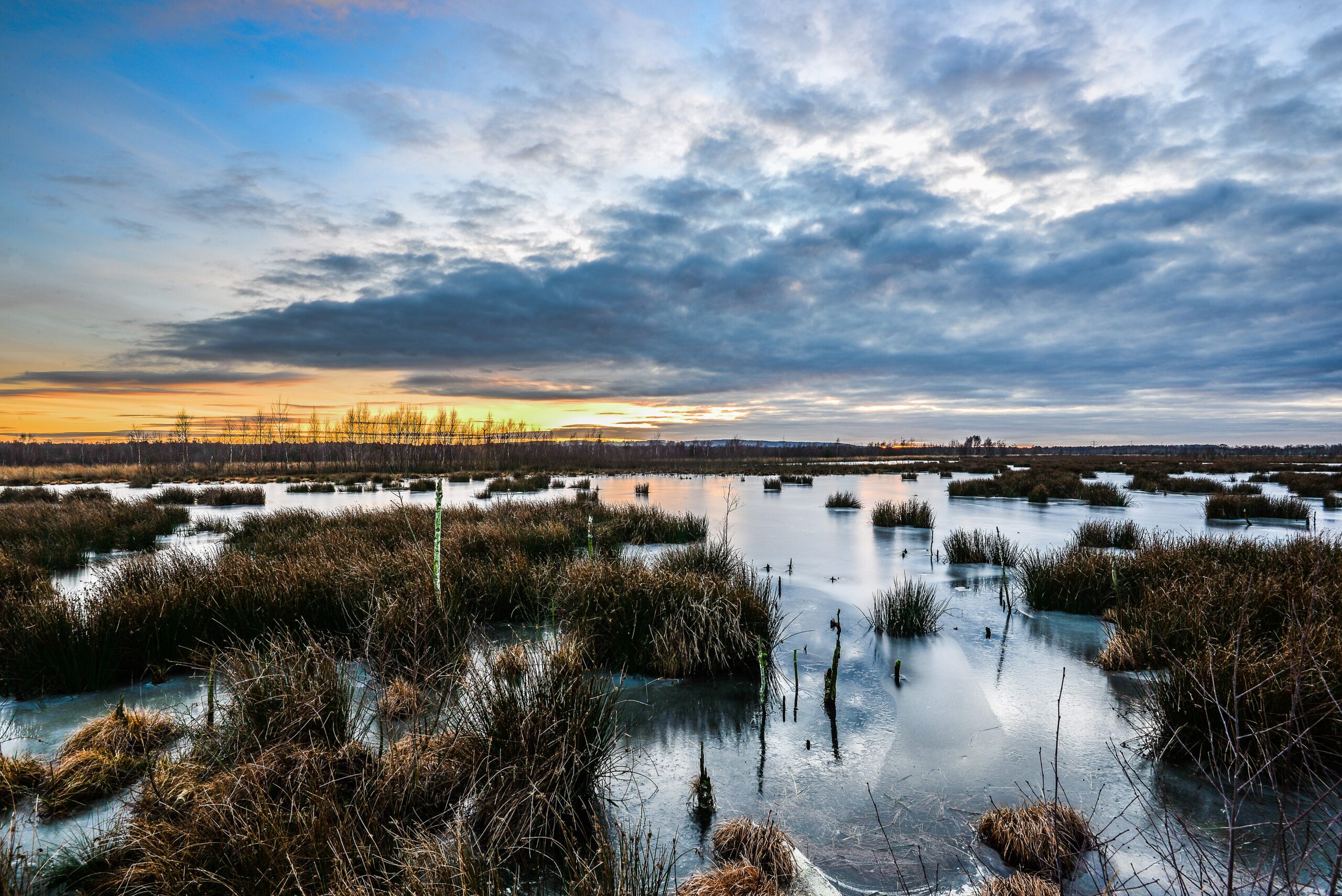 Naturschutzgebiet Venner Moor mit Wasserflächen und Grasinseln.
