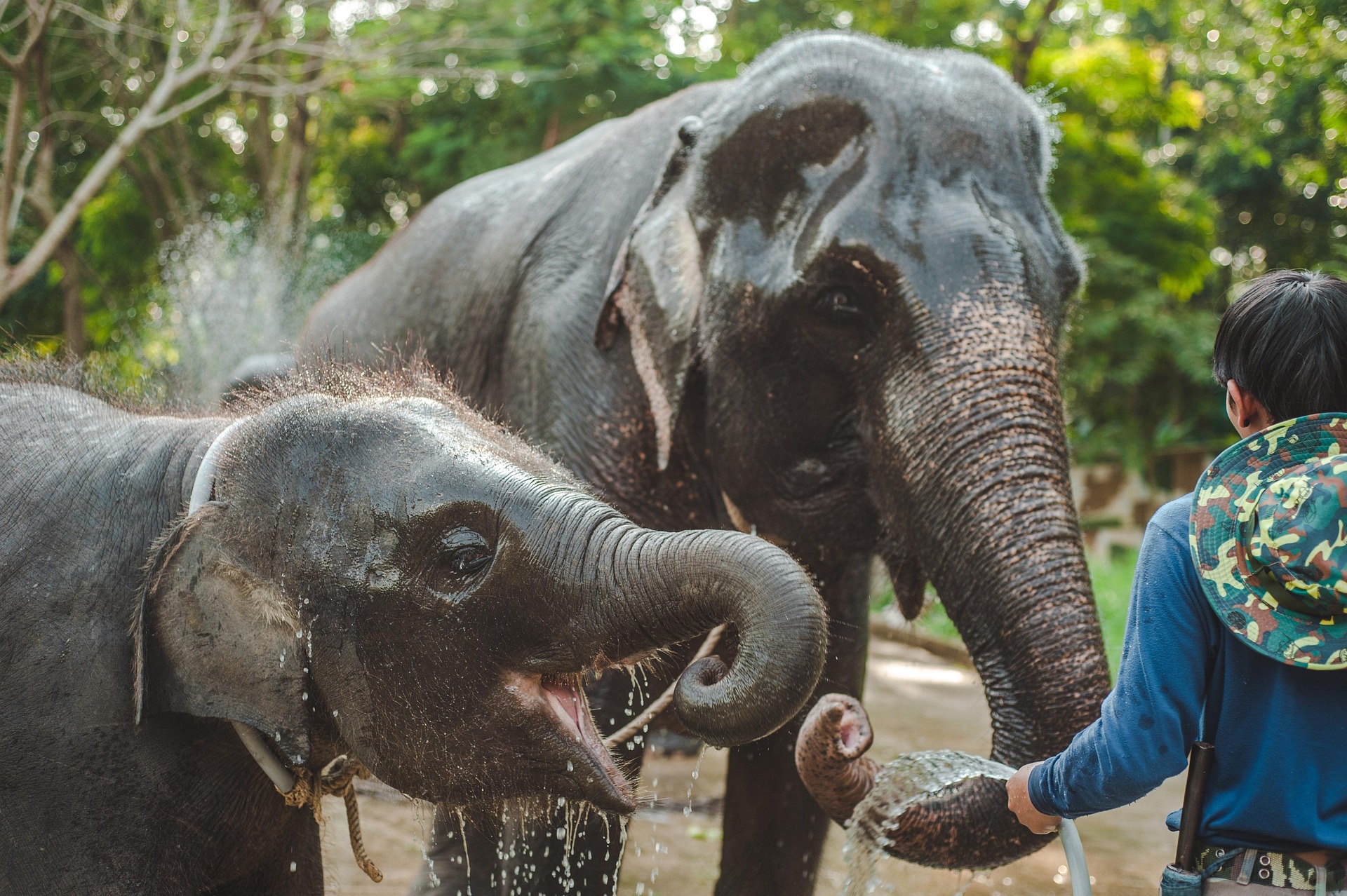 Elefantenkind und Mutterelefant beim Baden im Wasser in Thailand.