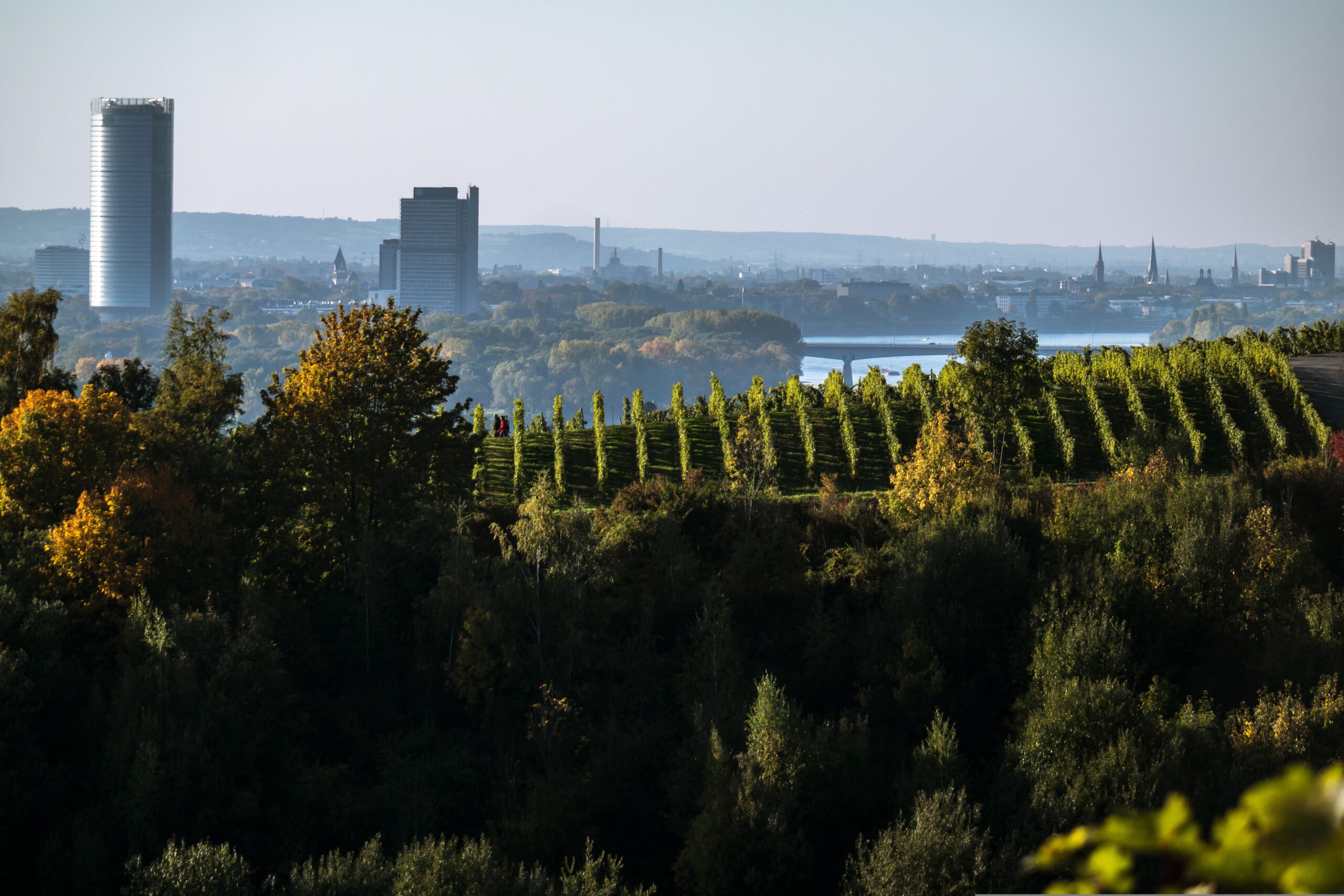 Bonn – Weinberge im Siebengebirge mit Blick auf den Rhein, Nordrhein-Westfalen