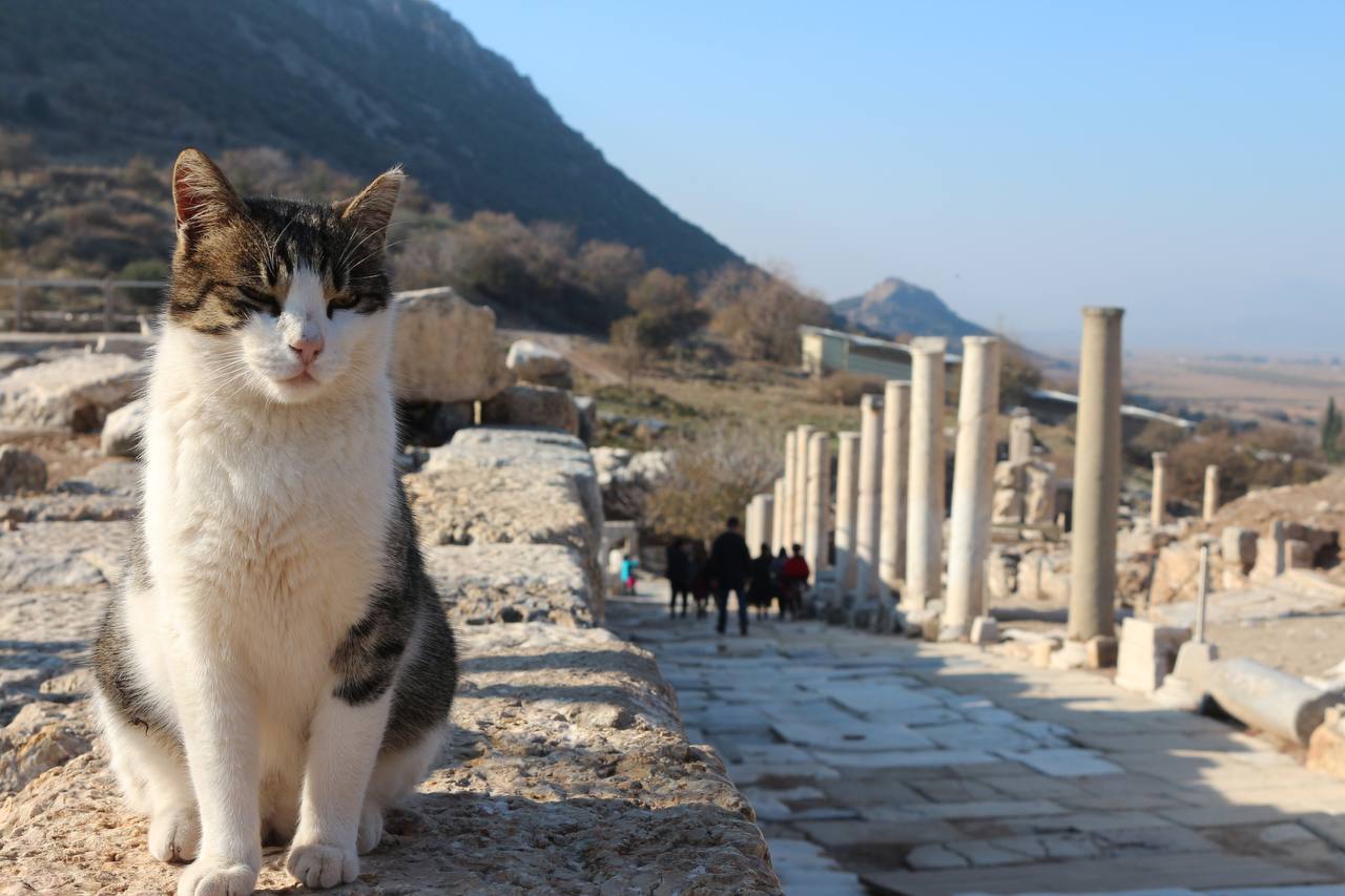 Katze in der Türkei – Streunende Hauskatze auf historischer Treppe, Türkei