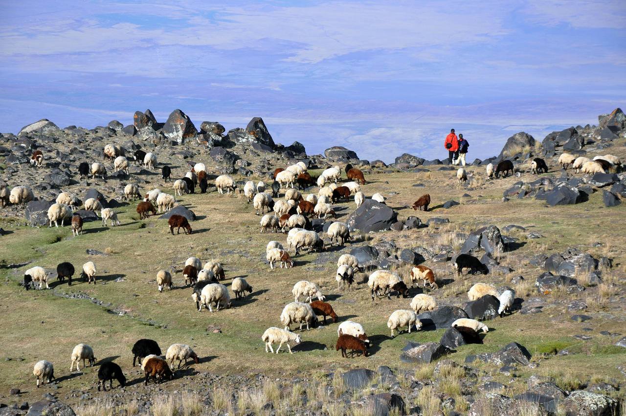 Felsenlandschaft mit Schafzucht – Weide mit Schafen vor steinigen Hängen, Türkei