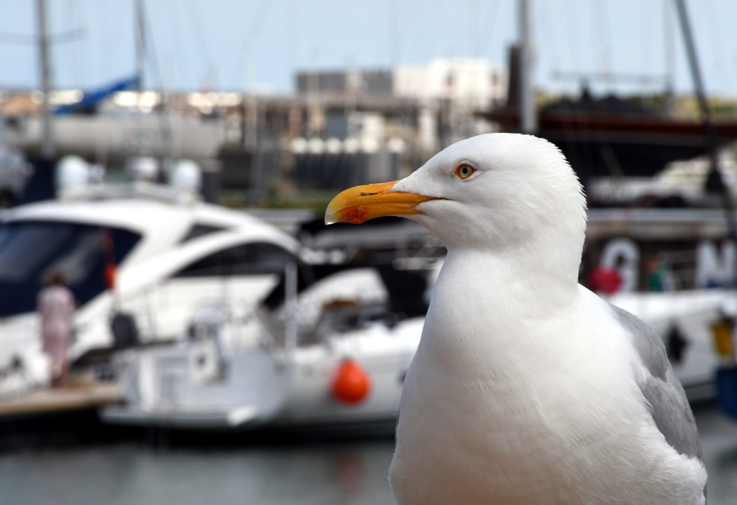 Möwe im Hafen – Private Yachten und Segelboote in Belgien, Belgien