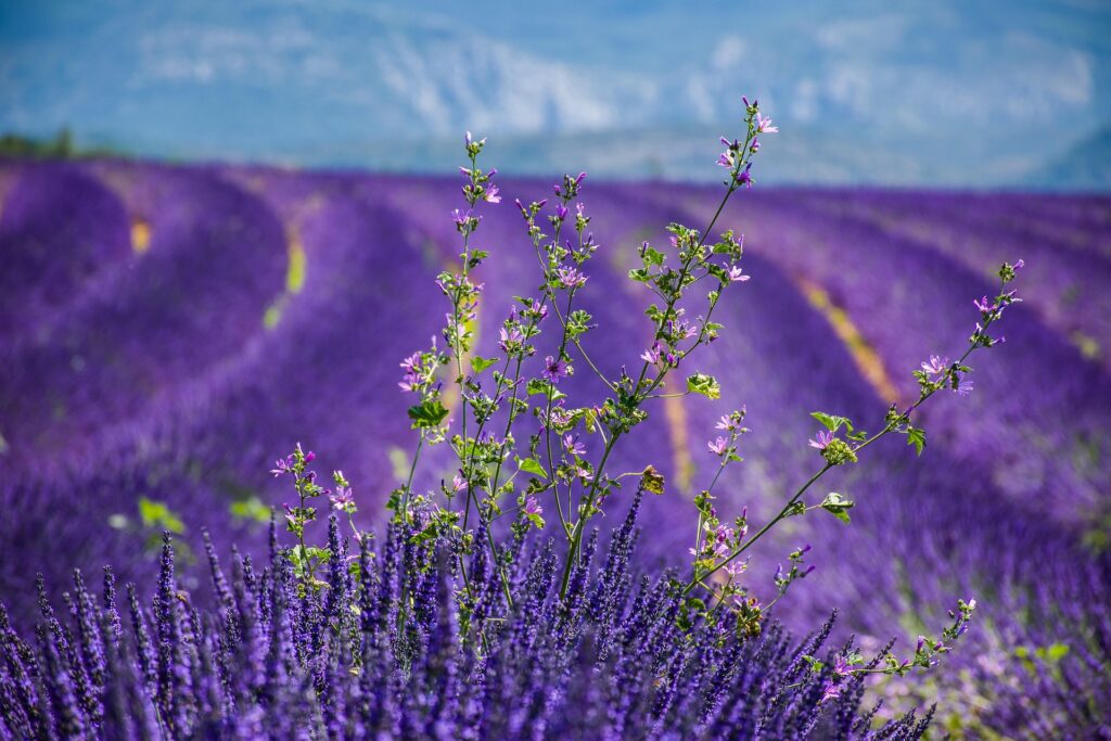 Lavendelfelder Provence – Blühende violette Lavendelreihen unter blauem Himmel, Frankreich