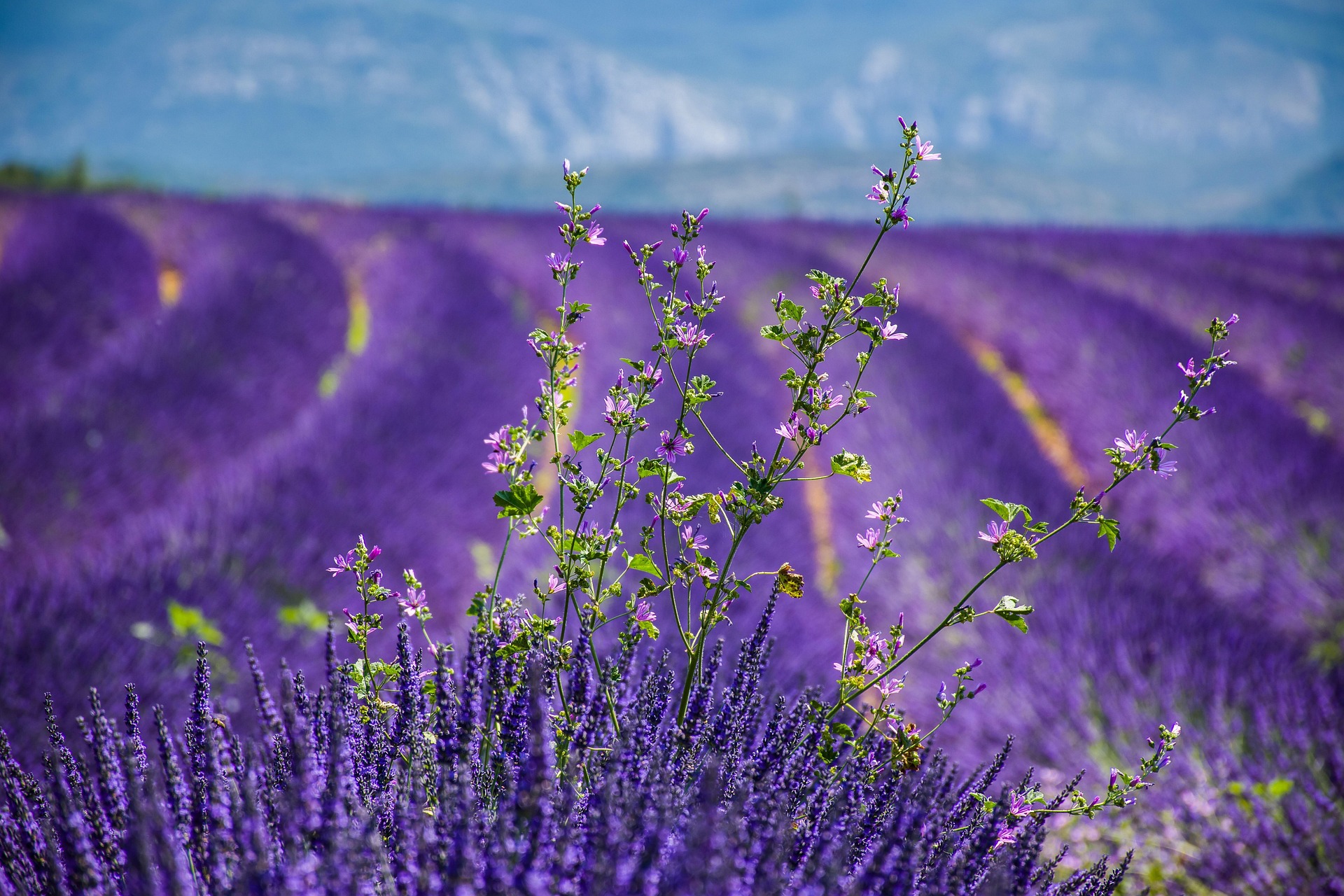 Lavendelfelder Provence – Blühende violette Lavendelreihen unter blauem Himmel, Frankreich