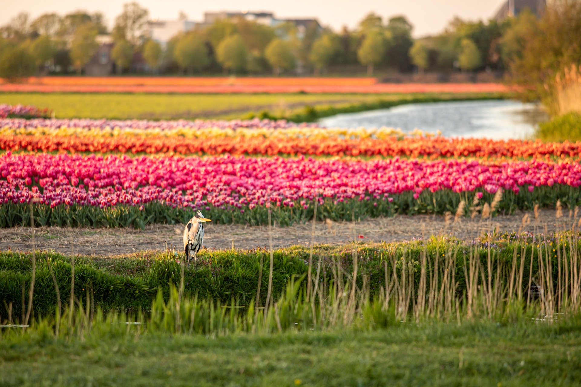 Bunte Tulpenfelder – Blühende Tulpen in Rosa, Orange, Rot, Gelb und Violett, Niederlande