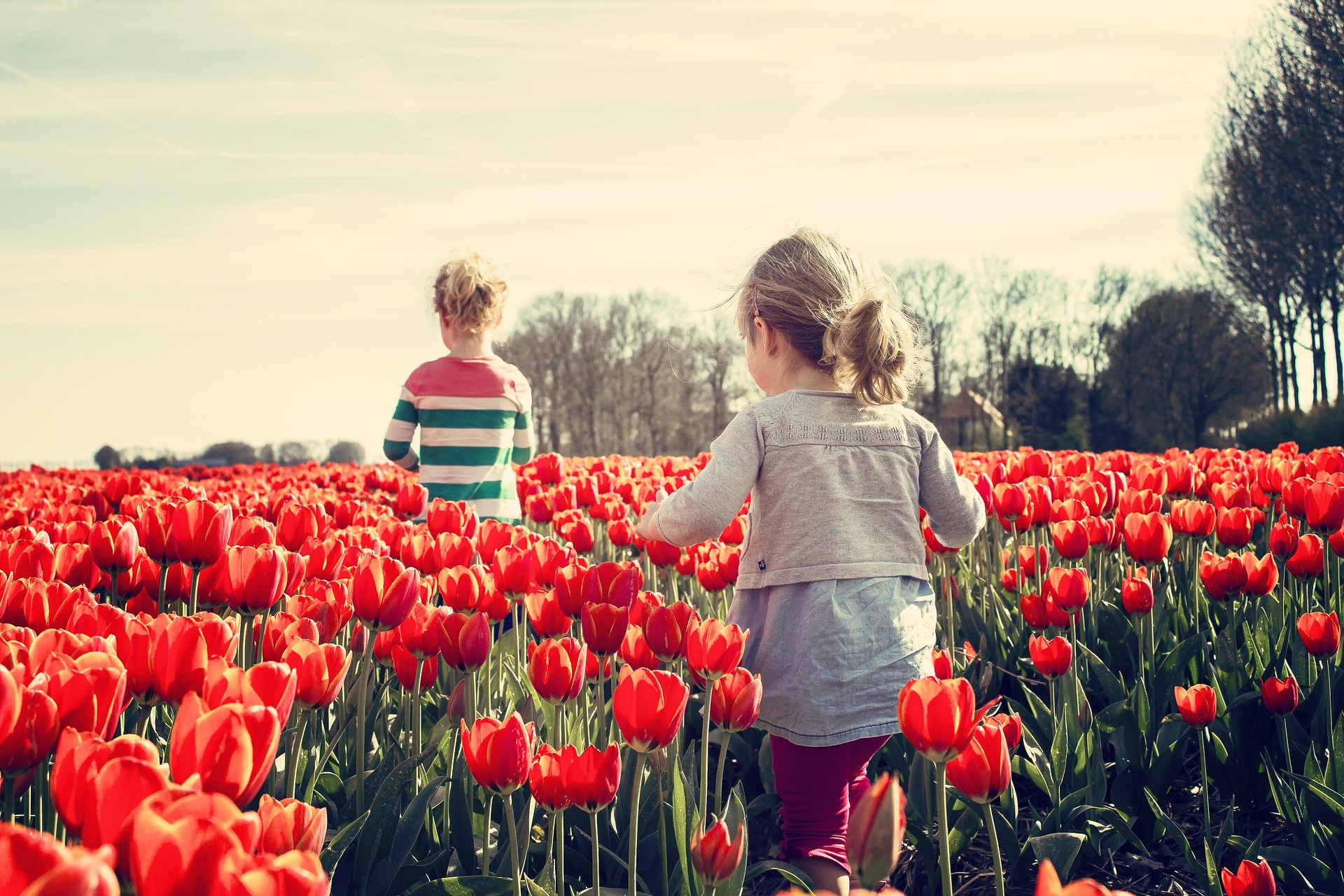 Kinder in rotem Tulpenfeld – Spielende Kinder zwischen blühenden roten Tulpen, Niederlande