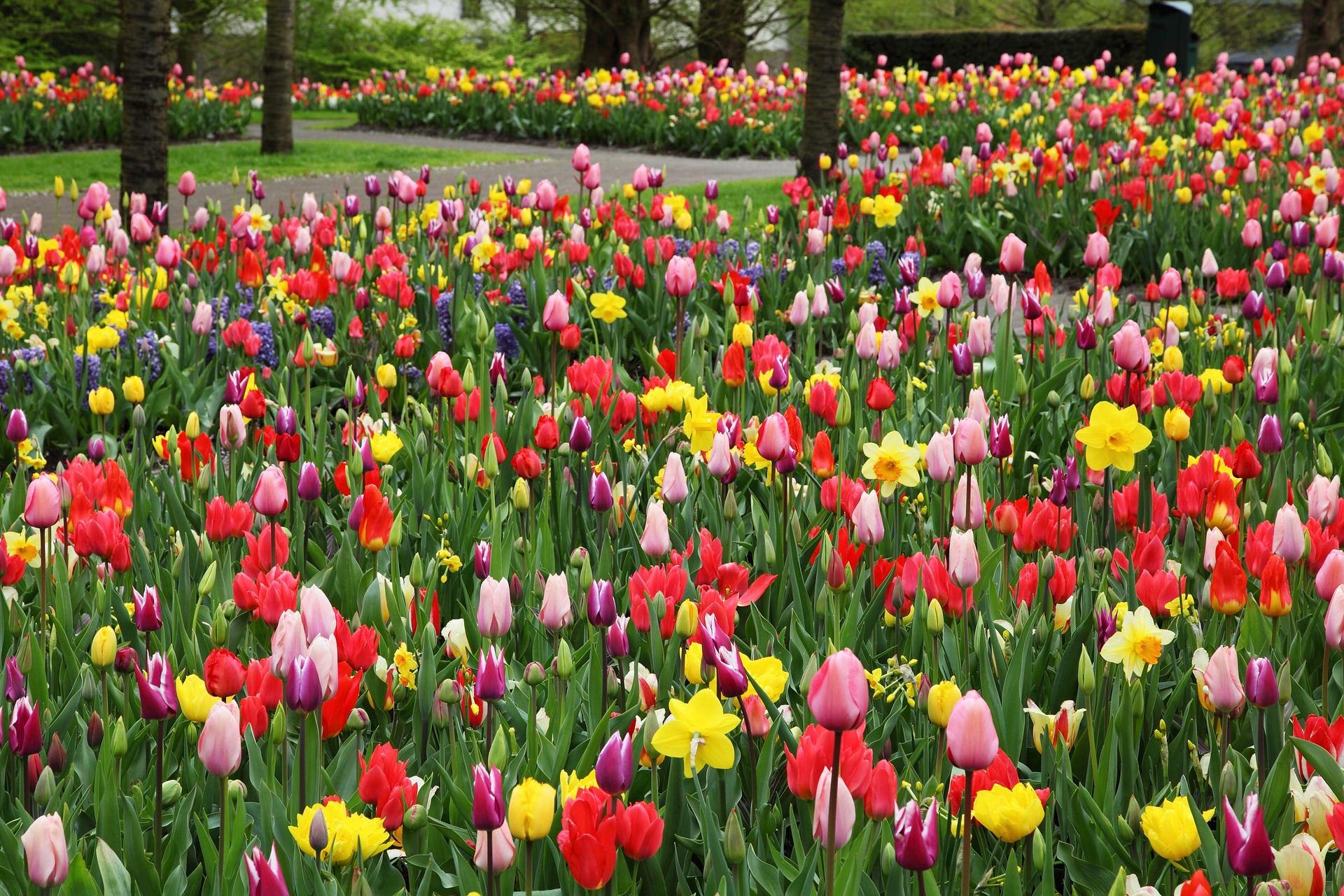Bunte Tulpen, Hyazinthen und Narzissen – Blütenpracht der Frühlingsblumen, Niederlande