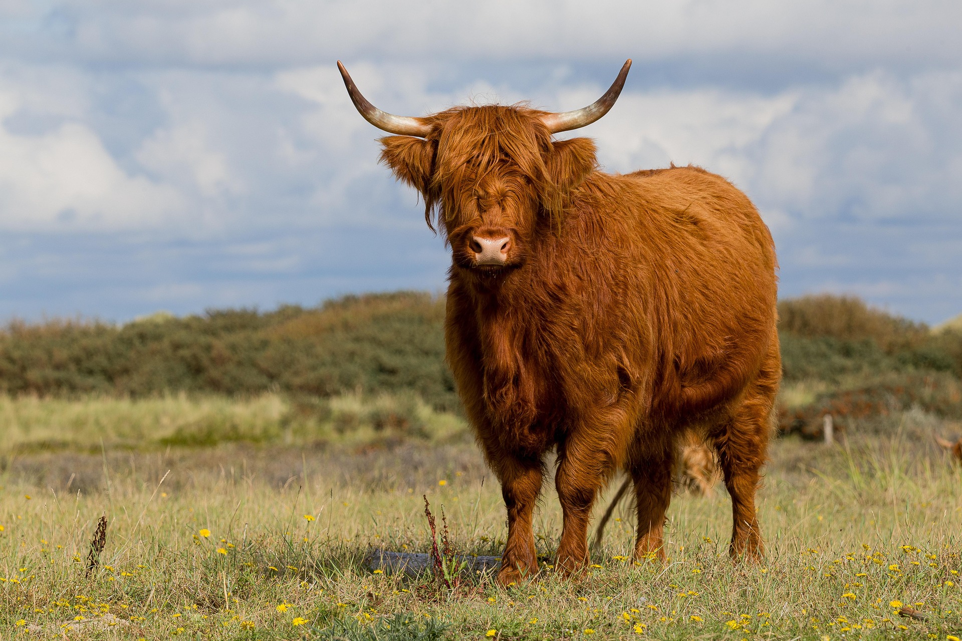 Kuh auf Hügel in Dänemark – Rinderhaltung in der dänischen Landschaft