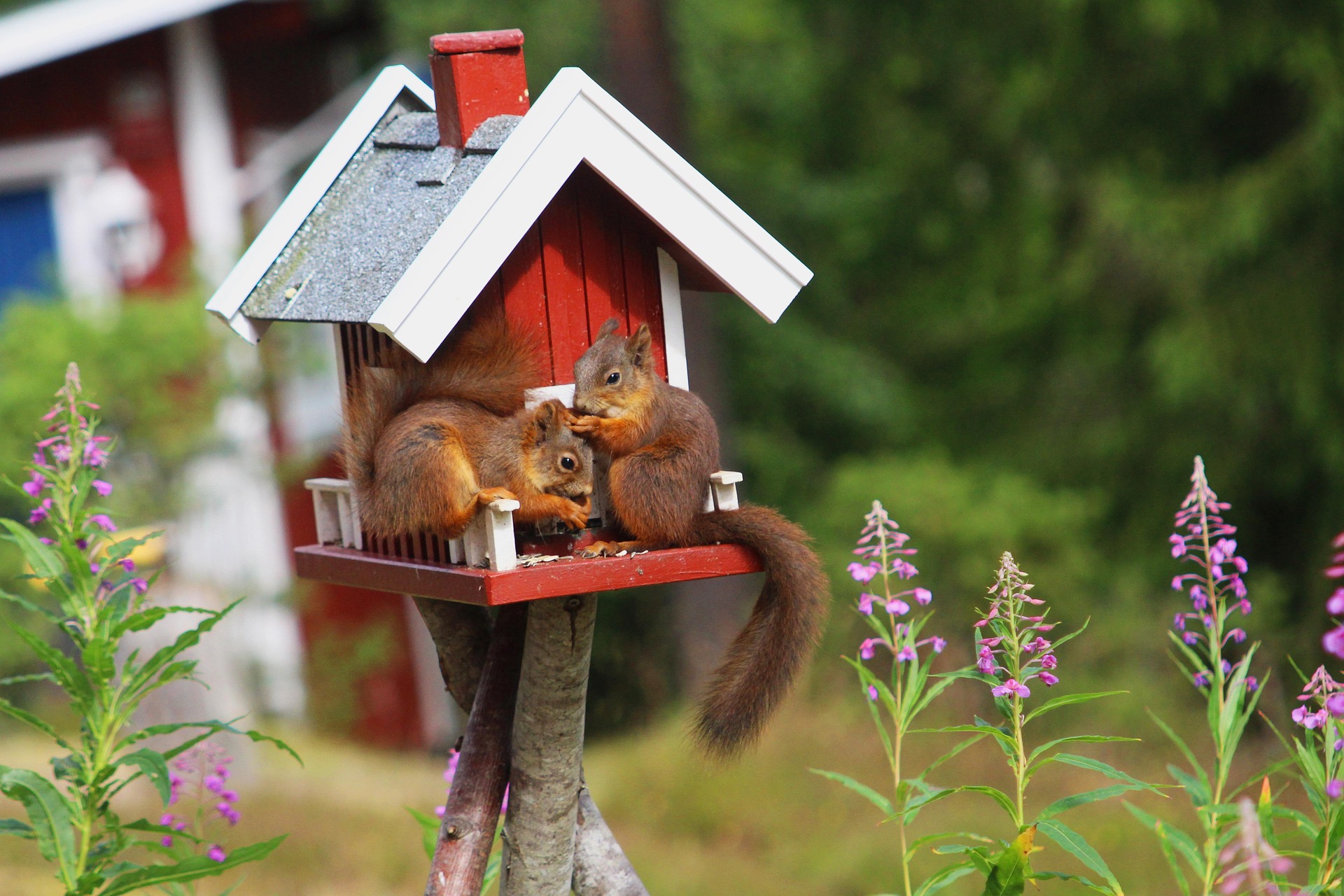 Eichhörnchen im roten Futterhäuschen – Schweden