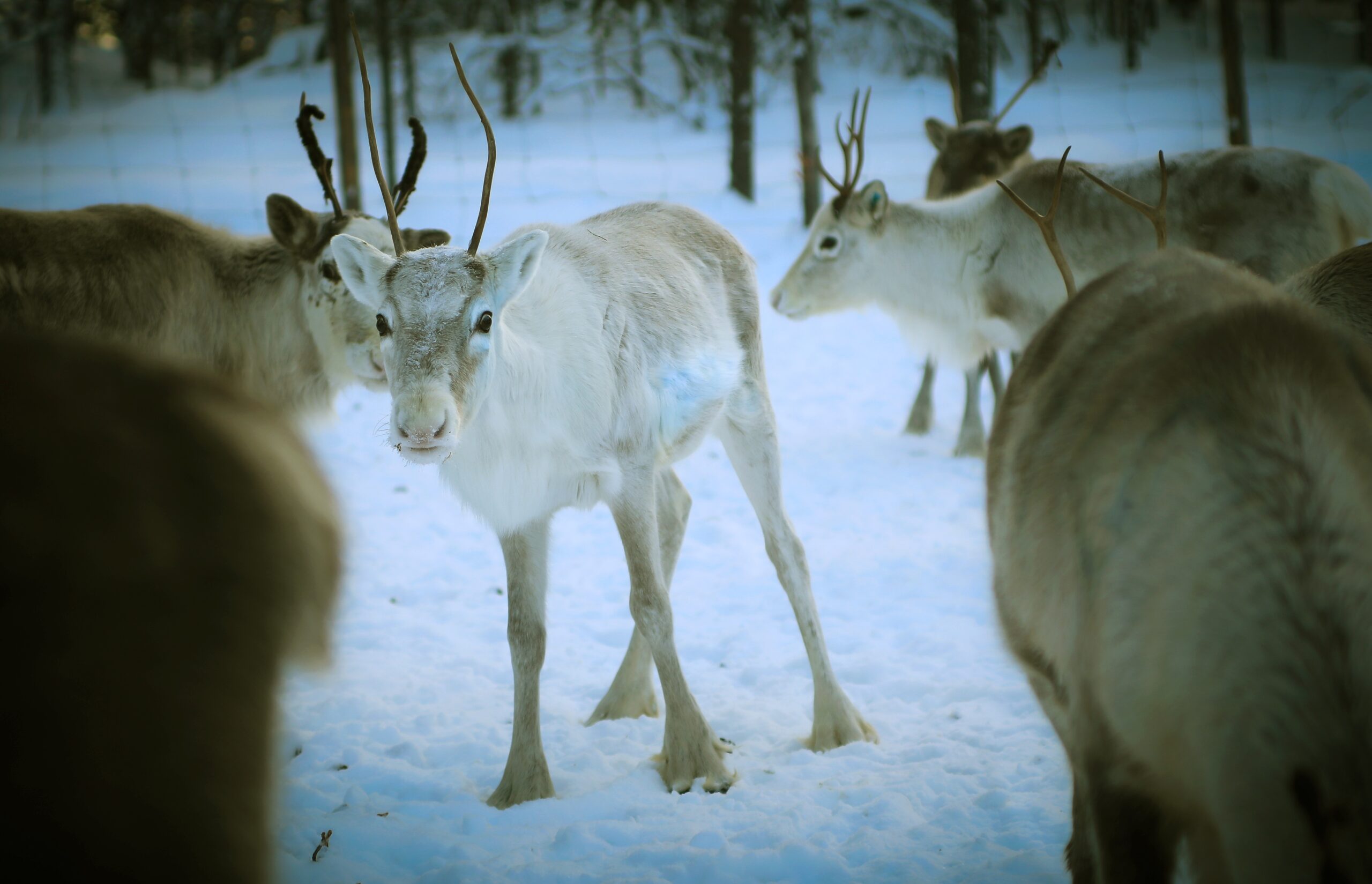 Rentiere in Lappland – Rentierherde im Schnee der arktischen Tundra, Finnland